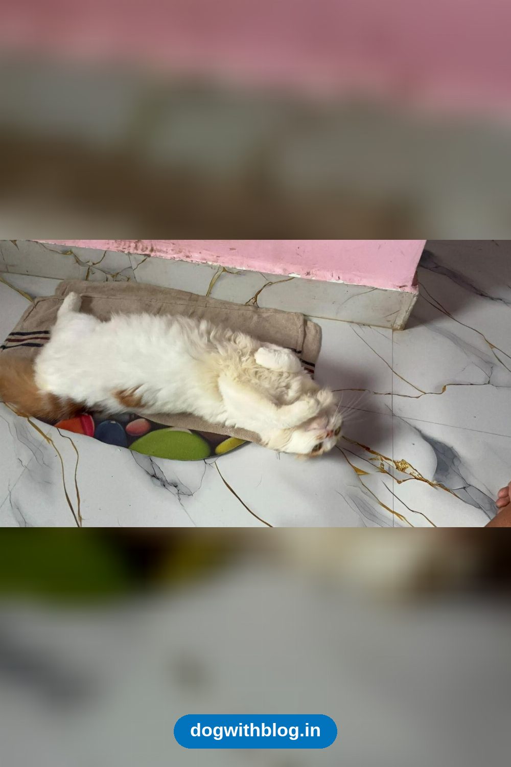 Mia, a Gentle Cat Who Learned to Walk Again, Needs a Forever Home in Mumbai