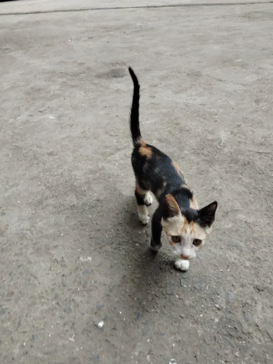 Playful Two-Month-Old Rescued Kitten Needs a Home in NIBM, adoptable cat in Pune