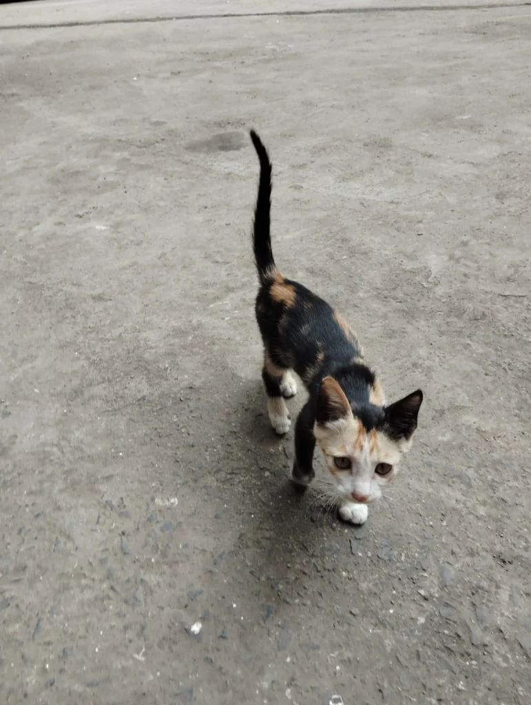 A small calico kitten, black with orange patches and a white chin and paws, walking toward the camera across a bare concrete floor.