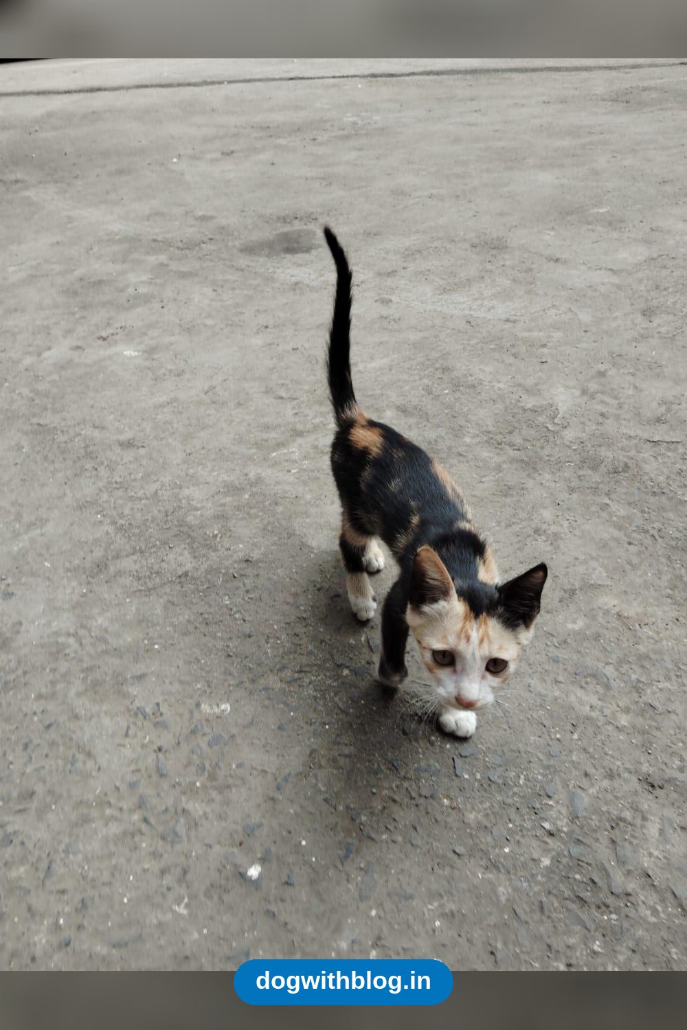 Playful Two-Month-Old Rescued Kitten Needs a Home in NIBM in Pune