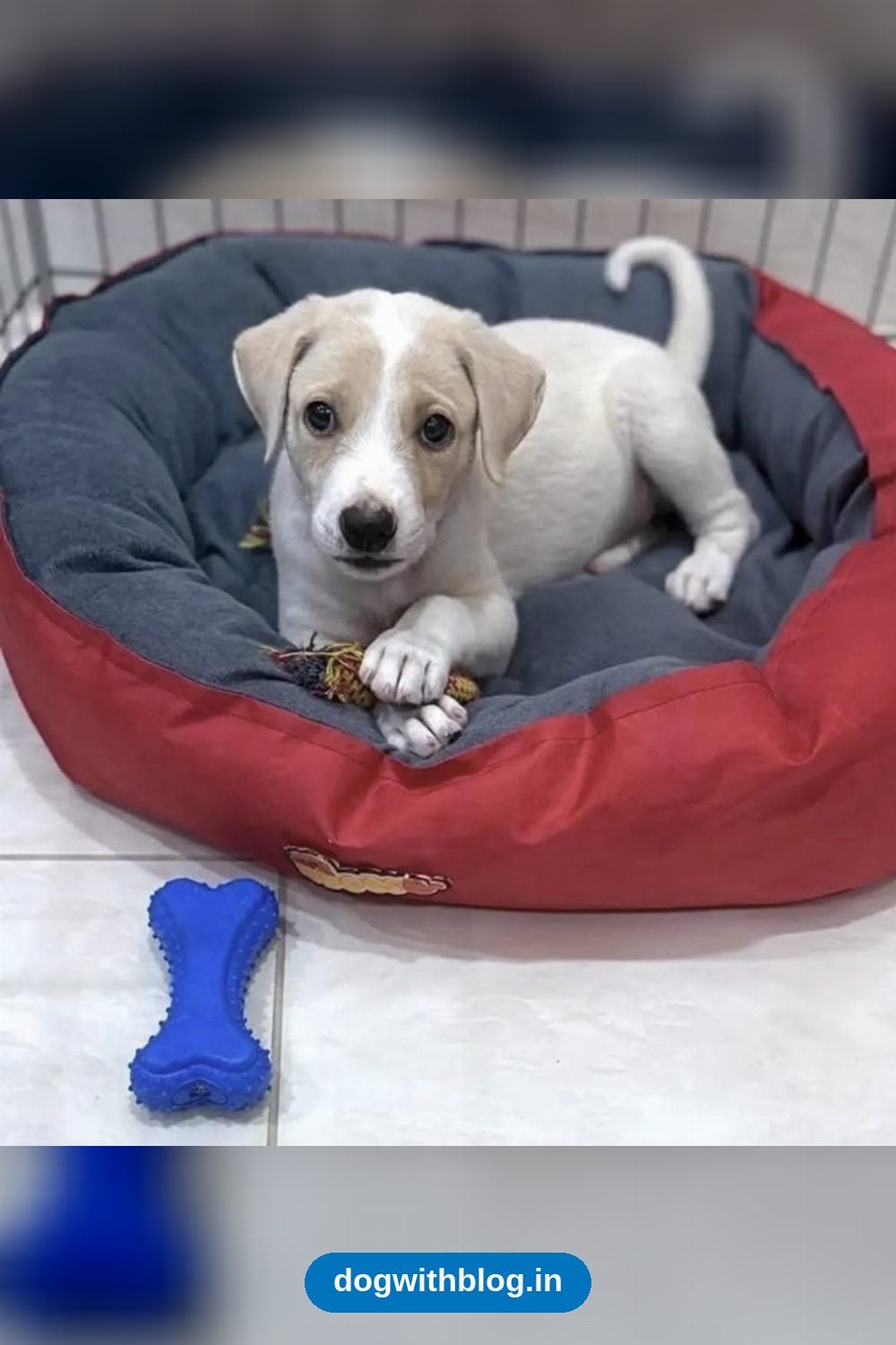 Bruno, a 2-Month-Old Indie Puppy in Ameenpur, Needs a Family — Hyderabad