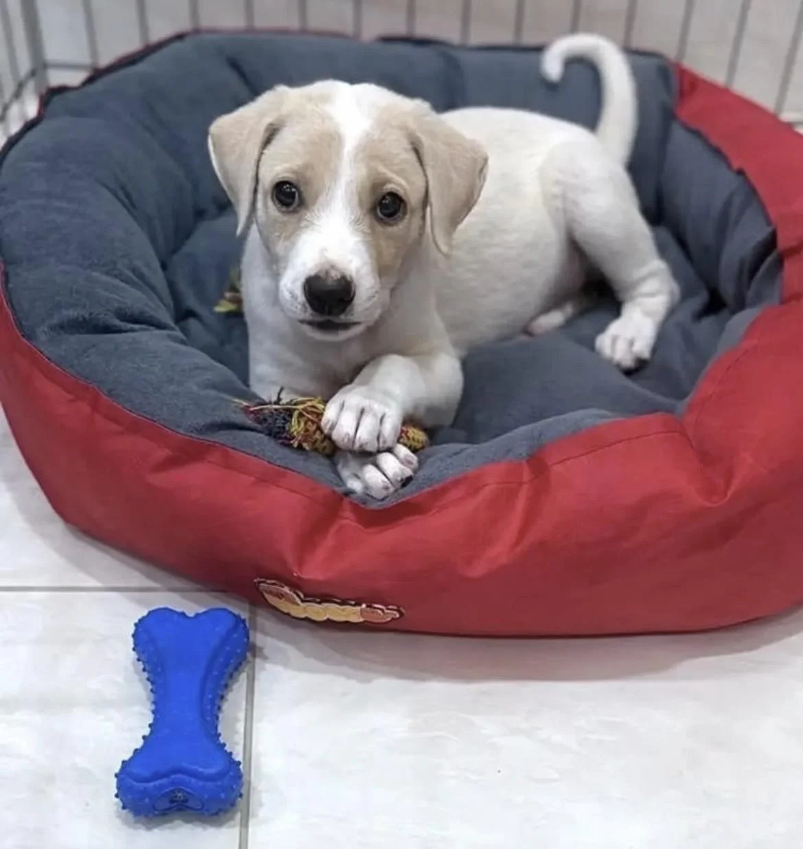 Bruno, a 2-Month-Old Indie Puppy in Ameenpur, Needs a Family in Hyderabad