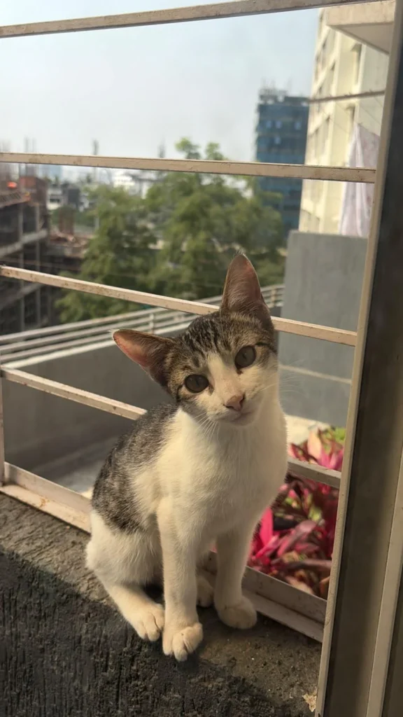 Foster kitten in Pune: a tabby and white kitten sitting on a balcony ledge behind white railings, head tilted toward the camera.