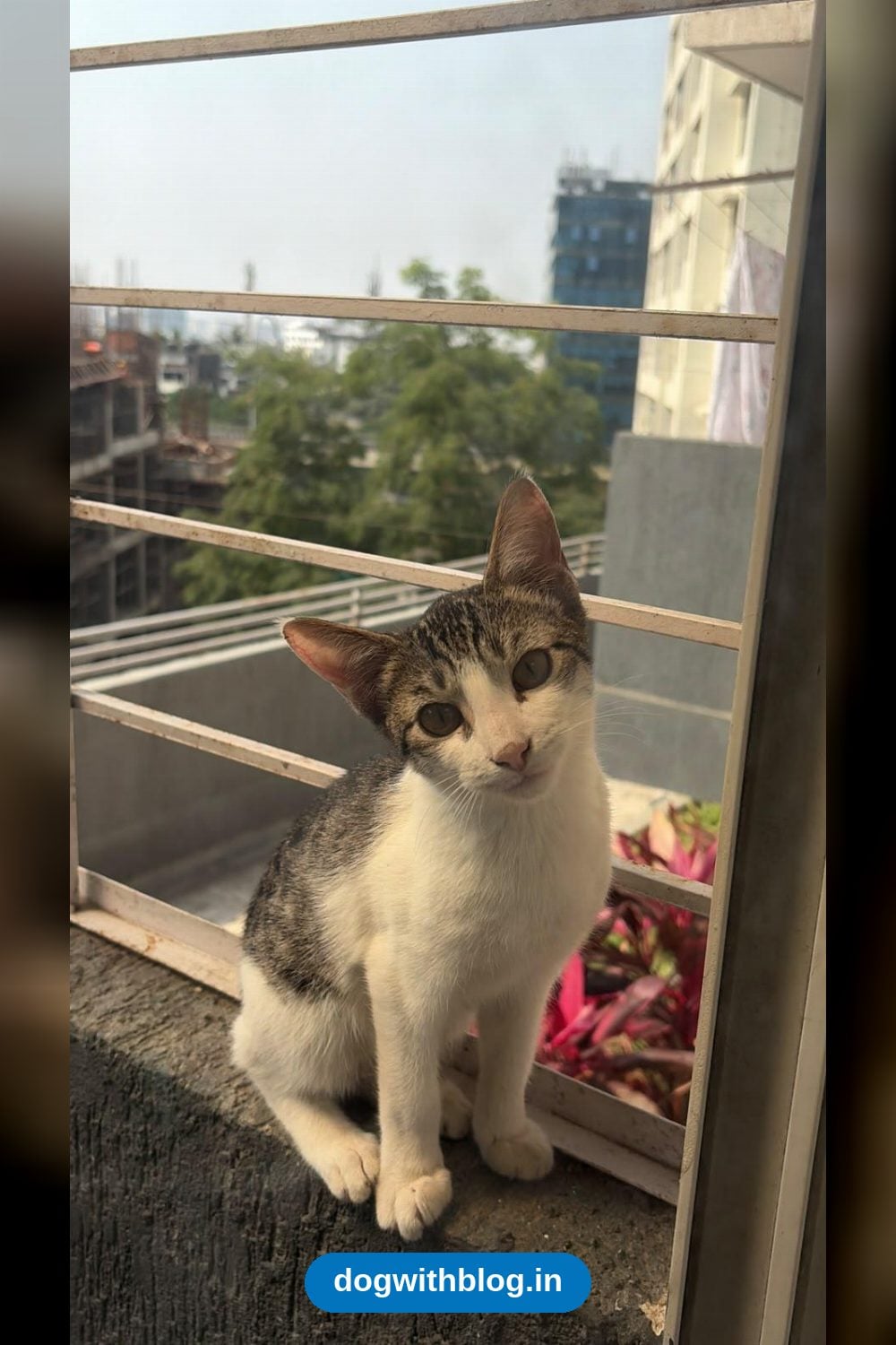A Foster Kitten, 3 Months Old, Needs a Permanent Home — Pune