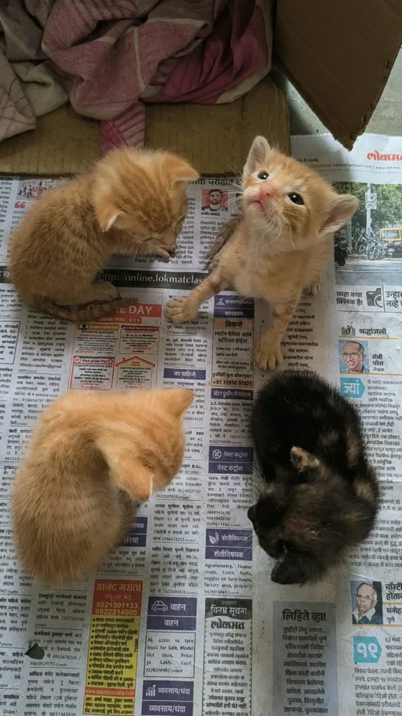 Four tiny kittens, three orange and one dark, on a sheet of newspaper in Pune