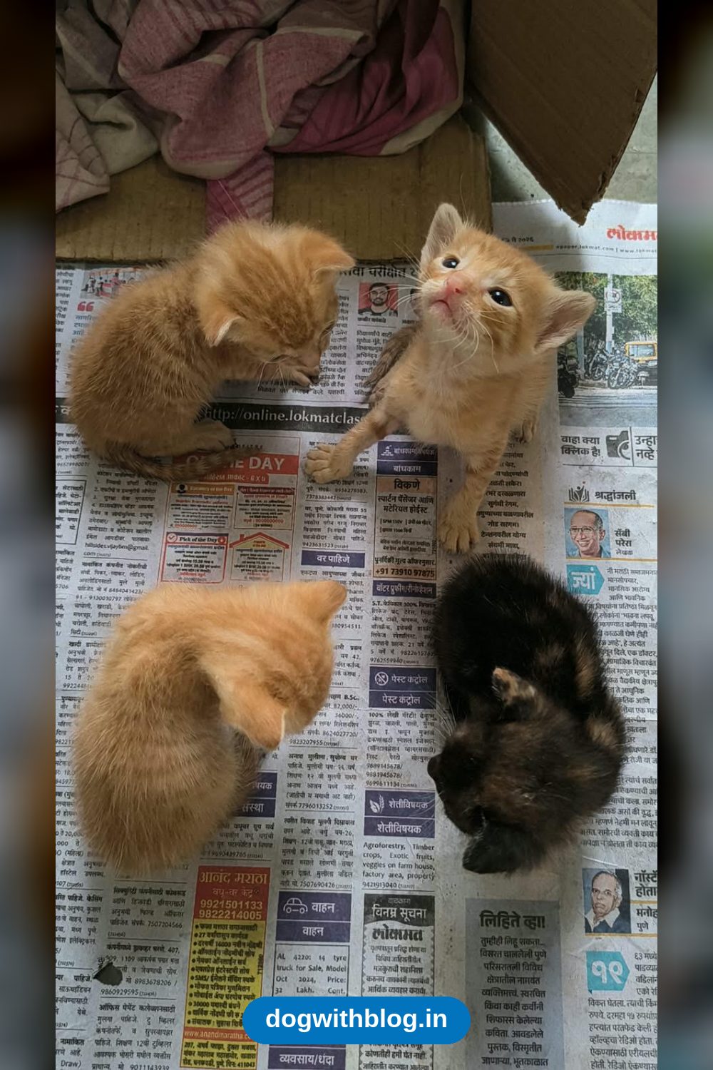 Four Abandoned Kittens, 2-3 Weeks Old in Pune