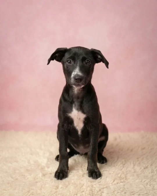 Opal, Maple, Hazel and Pascal, Four 2.5-Month-Old Puppies, Need Homes, adoptable dog in Bengaluru