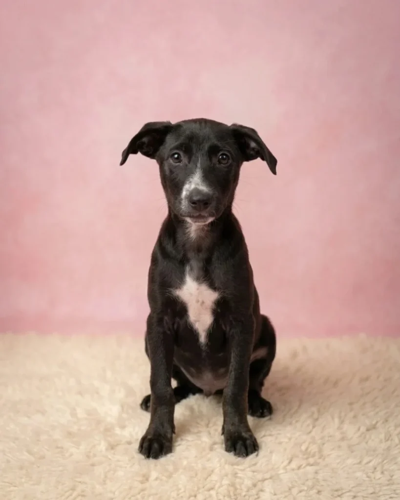 Opal, a black puppy with a white chest and a white mark on her nose, sitting on a cream rug against a pink backdrop