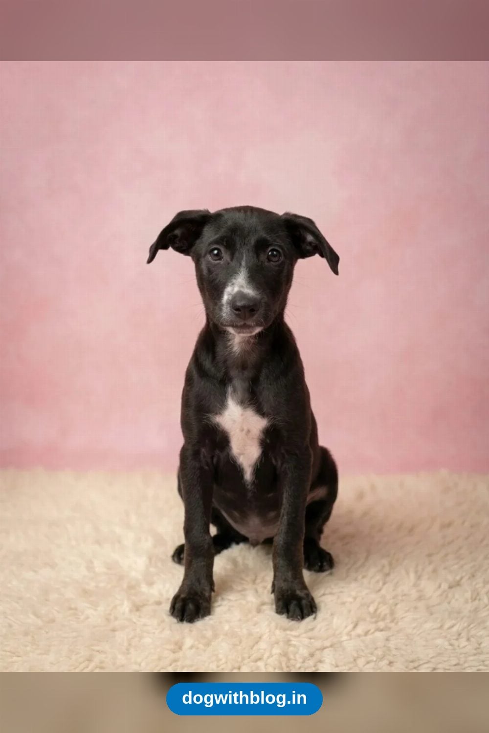 Opal, Maple, Hazel and Pascal, Four 2.5-Month-Old Puppies, Need Homes in Bengaluru