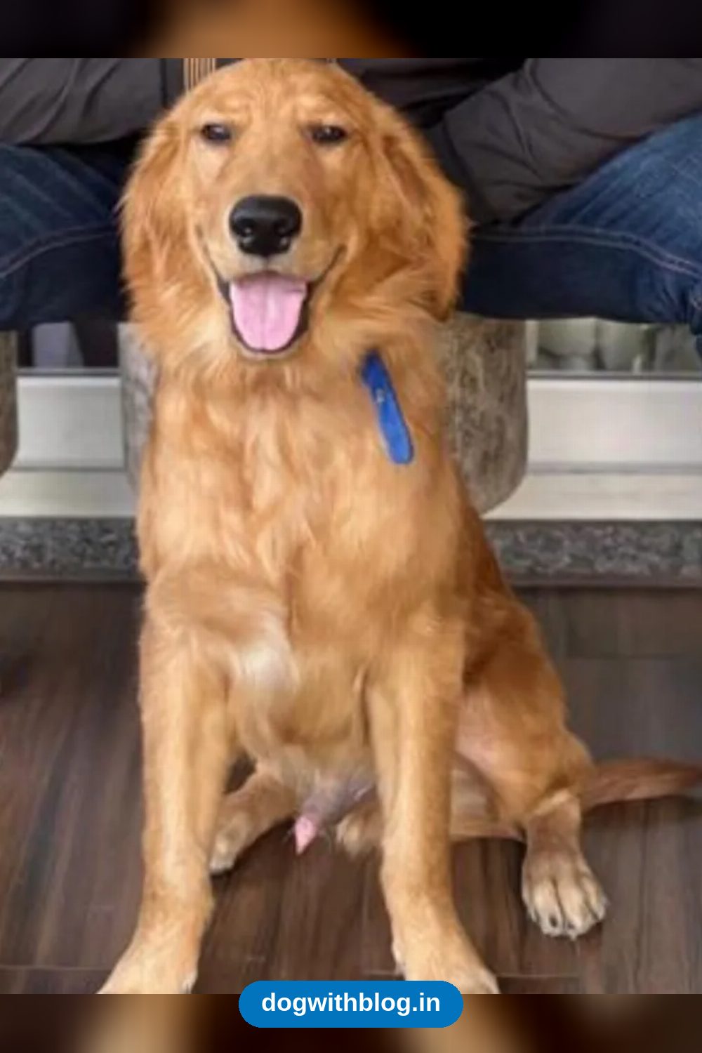 Oreo, a Friendly 2-Year-Old Golden Retriever, Needs a Home in Delhi NCR