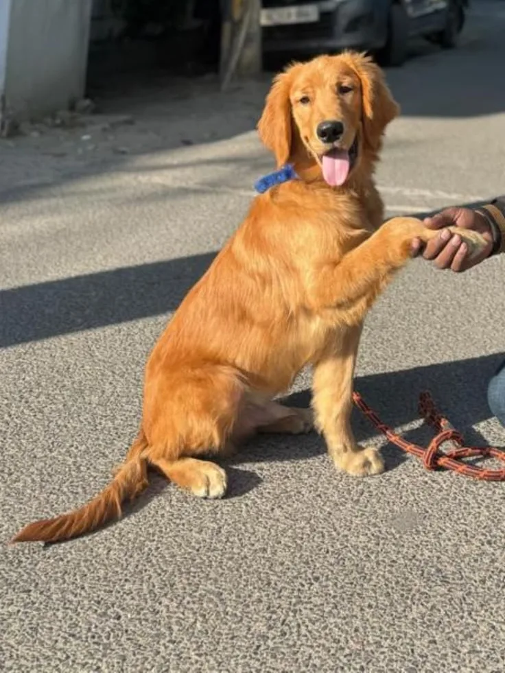 Oreo the golden retriever sitting on a lane and offering his paw