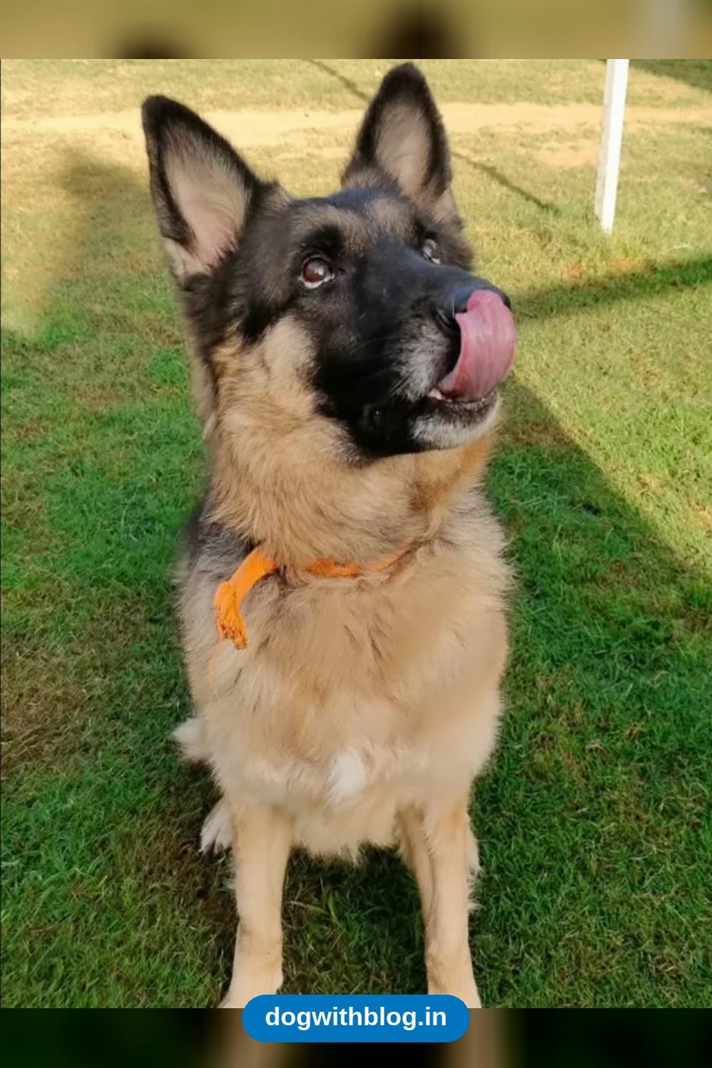 Oscar, a 1-Year-Old Sterilised German Shepherd From Gurgaon, Needs a Home in Delhi NCR