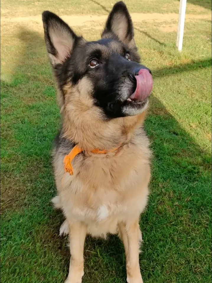 Oscar, a German Shepherd with an orange collar, sitting on grass