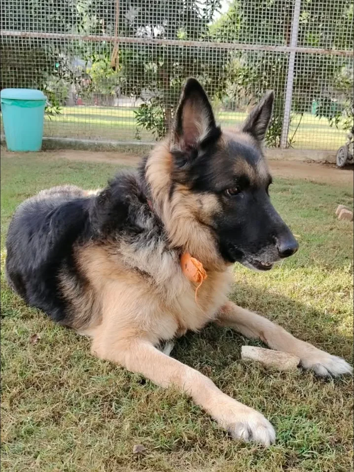 Oscar the German Shepherd lying on grass in a fenced garden