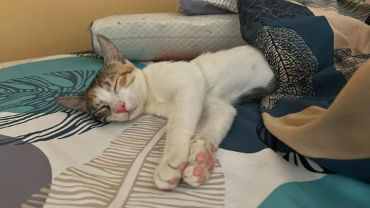Nivi, a 5-Month-Old Vaccinated Calico Indie Cat, adoptable cat in Delhi NCR