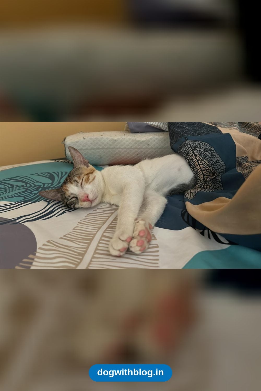Nivi, a 5-Month-Old Vaccinated Calico Indie Cat — Delhi NCR