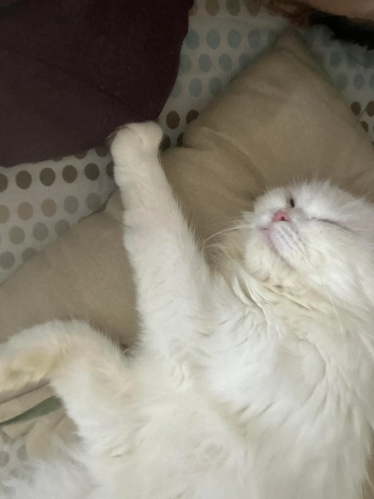 White long-haired Persian cat Moon asleep on a beige cushion, up for adoption in Delhi NCR