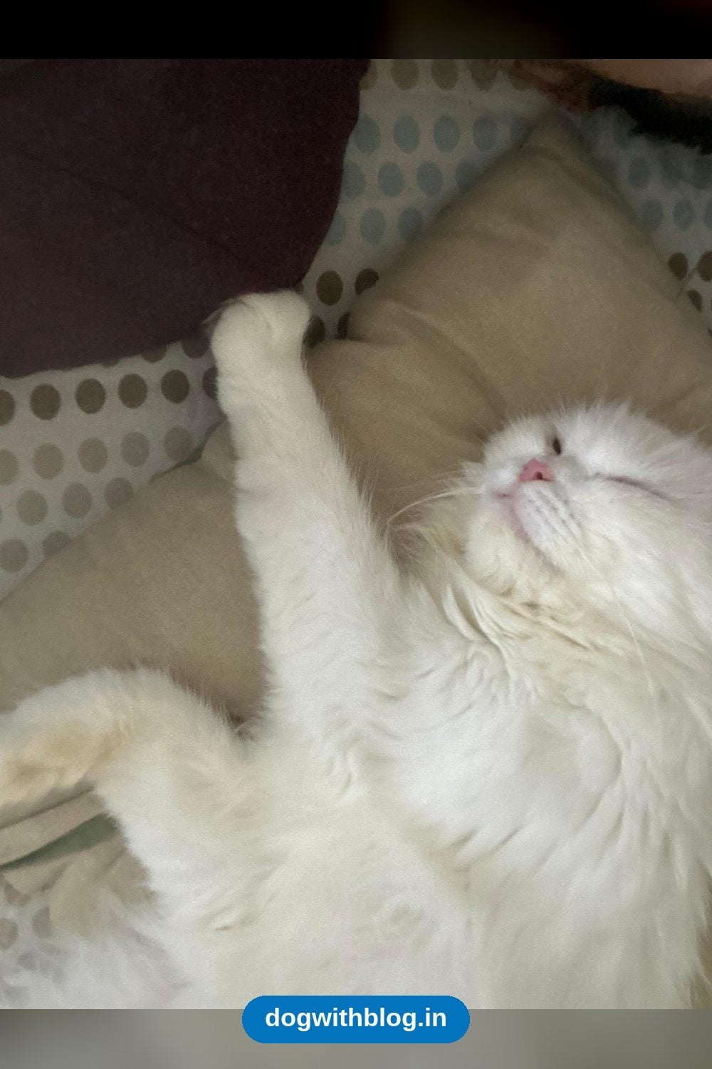 Moon, an Eleven-Month-Old Persian Cat, Is Looking for a Loving Family — Delhi NCR