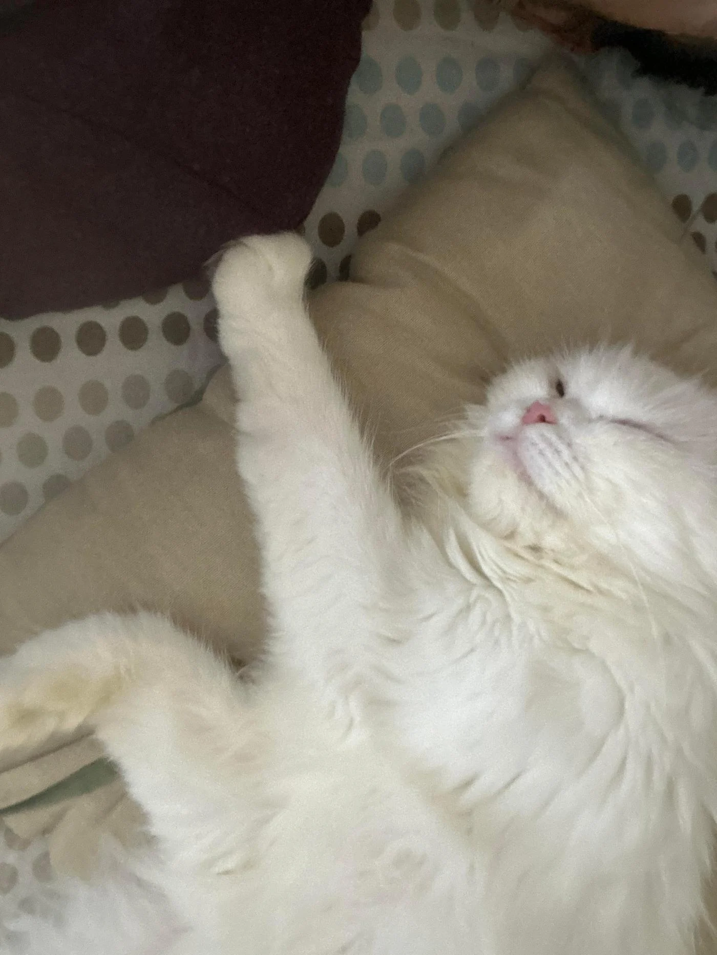 Moon, an Eleven-Month-Old Persian Cat, Is Looking for a Loving Family in Delhi NCR