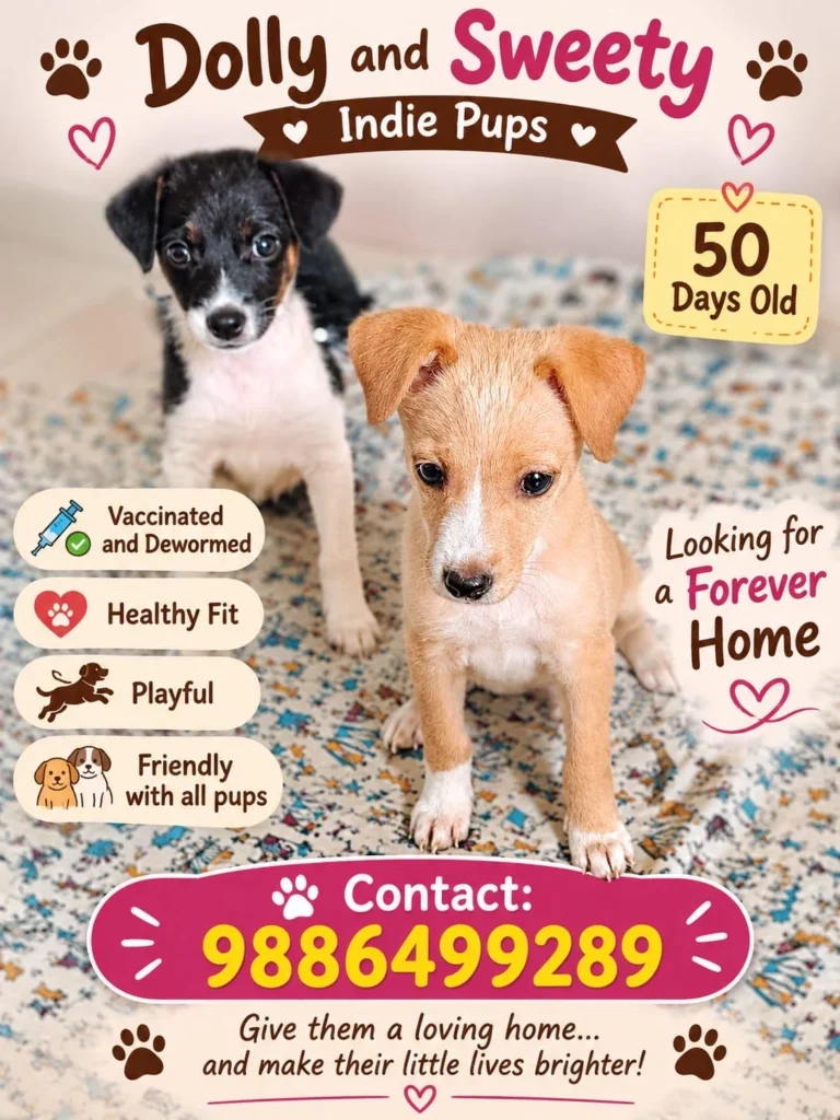 Adoption poster for Dolly and Sweety, two 50-day-old indie pups on a patterned rug, vaccinated and dewormed