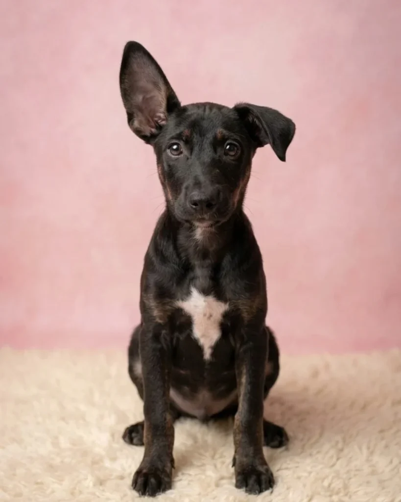Pascal, a black puppy with one ear standing up, sitting on a cream rug against a pink backdrop