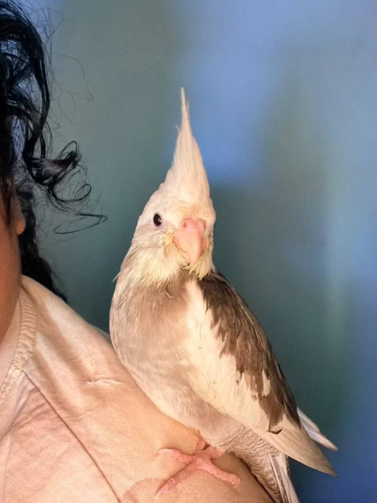 Kuki, a pale grey and cream cockatiel with a tall crest, perched on its owner’s shoulder