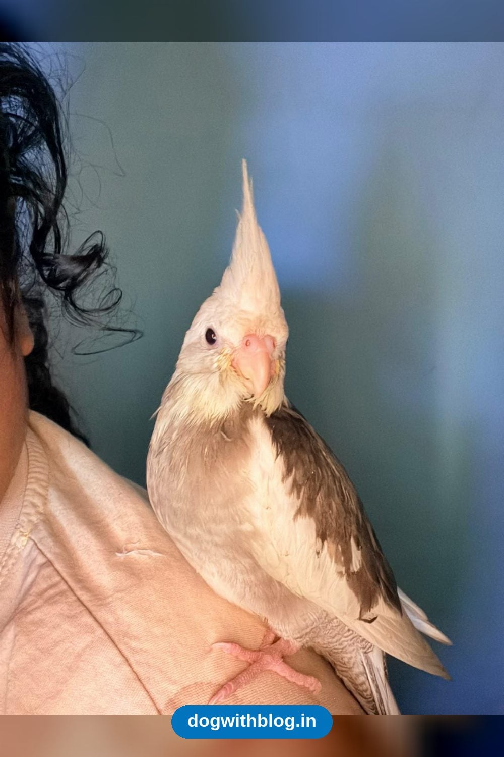 Lost Cockatiel — Kuki, 3 Months Old — Delhi NCR