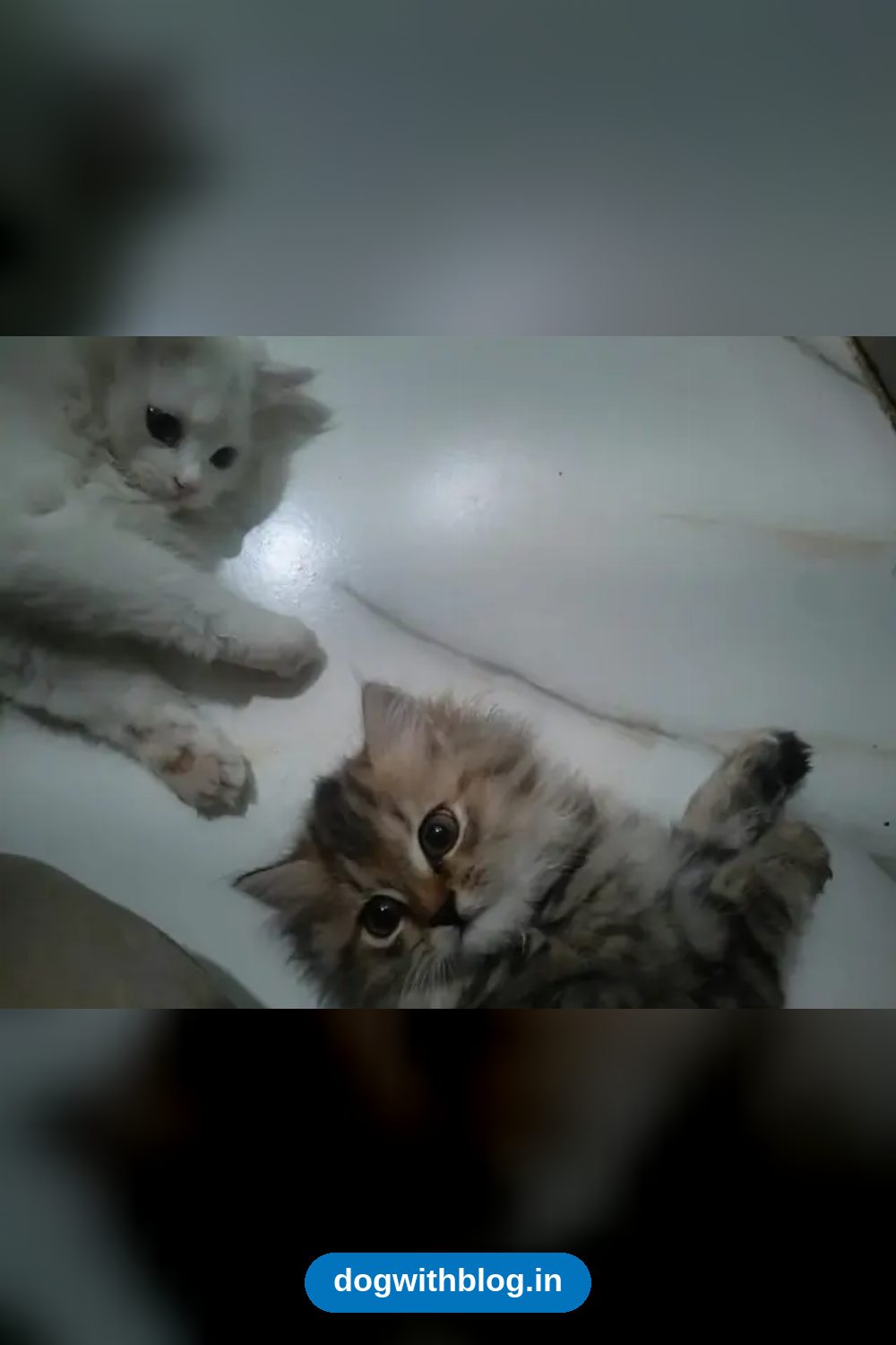Two Persian Kittens, 2.5 Months Old, Must Be Adopted Together — Chhatrapati Sambhajinagar