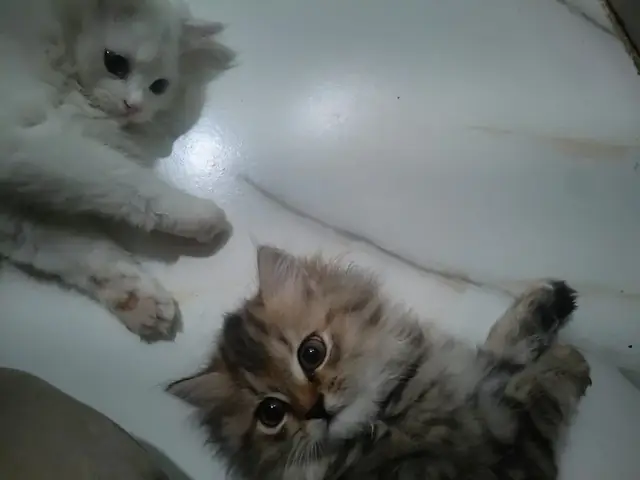 Two Persian kittens sitting together on a floor. Kittens for adoption in Chhatrapati Sambhajinagar, Maharashtra.