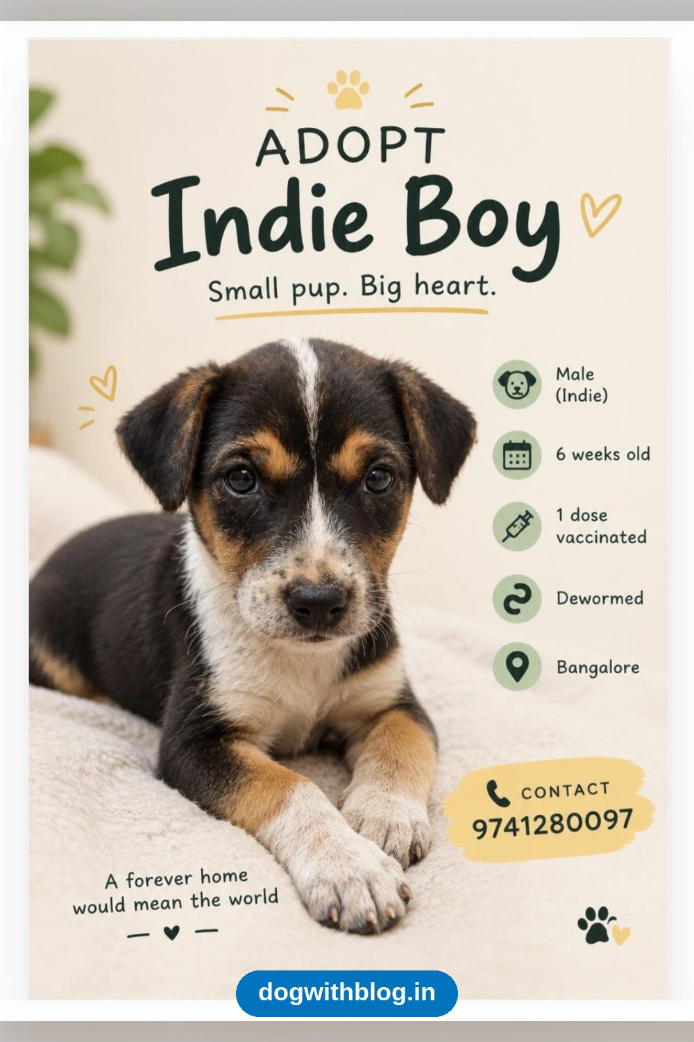 Indie Boy Pup, 6 Weeks Old and One Dose Vaccinated in Bengaluru
