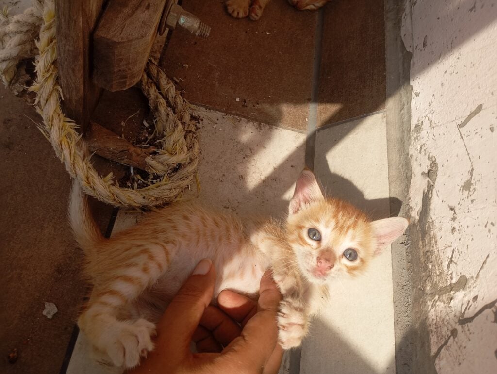 Orange tabby kitten held gently by a hand, looking up at the camera