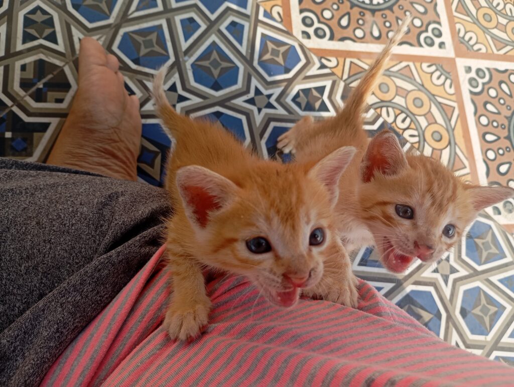 Two orange tabby kittens meowing at the camera on a patterned tile floor in Visakhapatnam