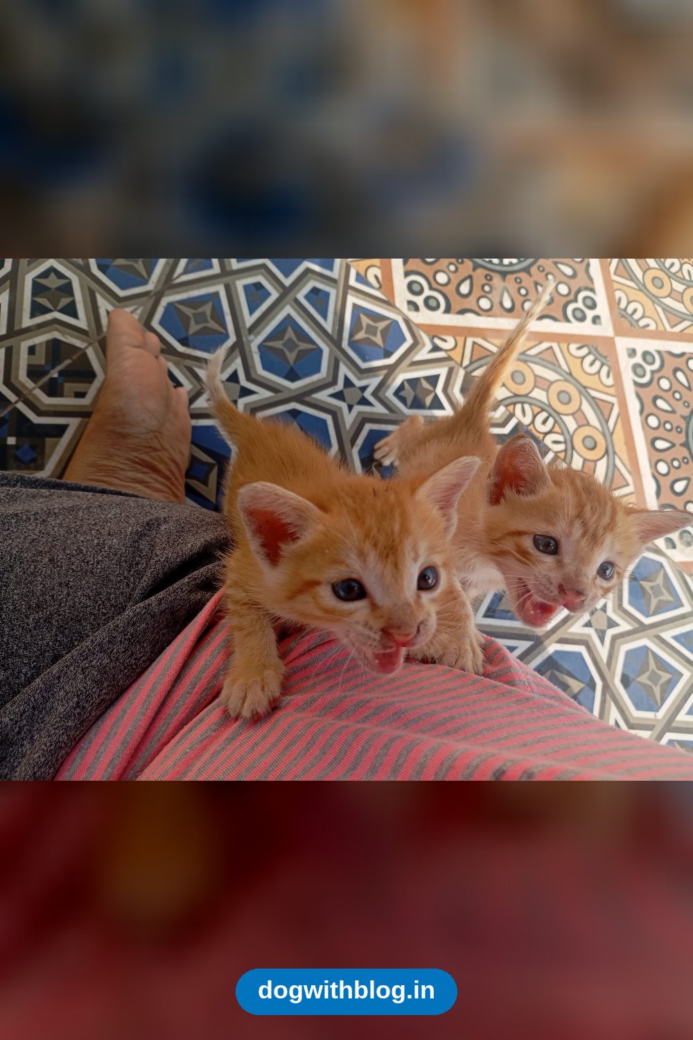 Two Orange Tabby Kittens Found in Murlinagar Will Be Ready for Homes at 8 Weeks in Visakhapatnam