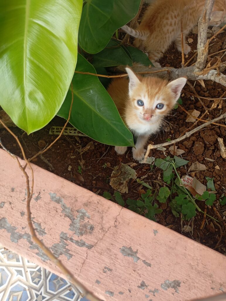 Orange tabby kitten with blue eyes looking up from under a green leaf