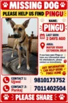 Lost Dog, Pingu in Delhi NCR