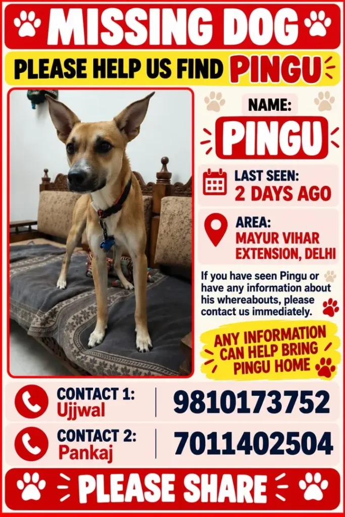 Missing dog poster for Pingu, a lost tan dog with large upright ears and a dark muzzle standing on a sofa, with the area, last-seen note and two contact numbers.