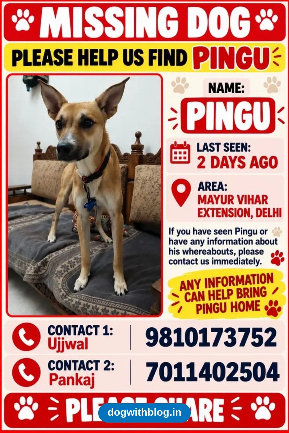 Lost Dog — Pingu — Delhi NCR