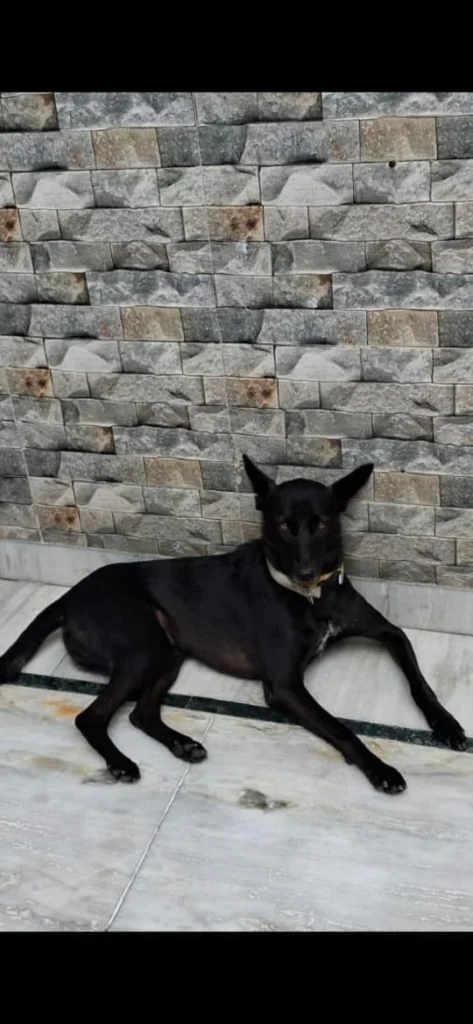 A black Indie dog lying on a marble floor in front of a stone-clad wall, wearing a collar and looking at the camera