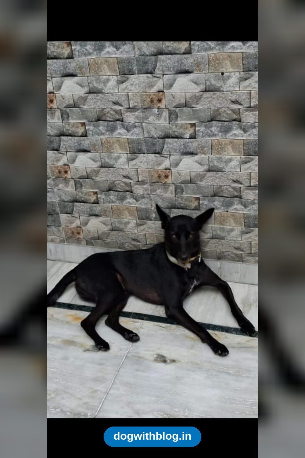 Lost Dog — Pingu — Delhi NCR