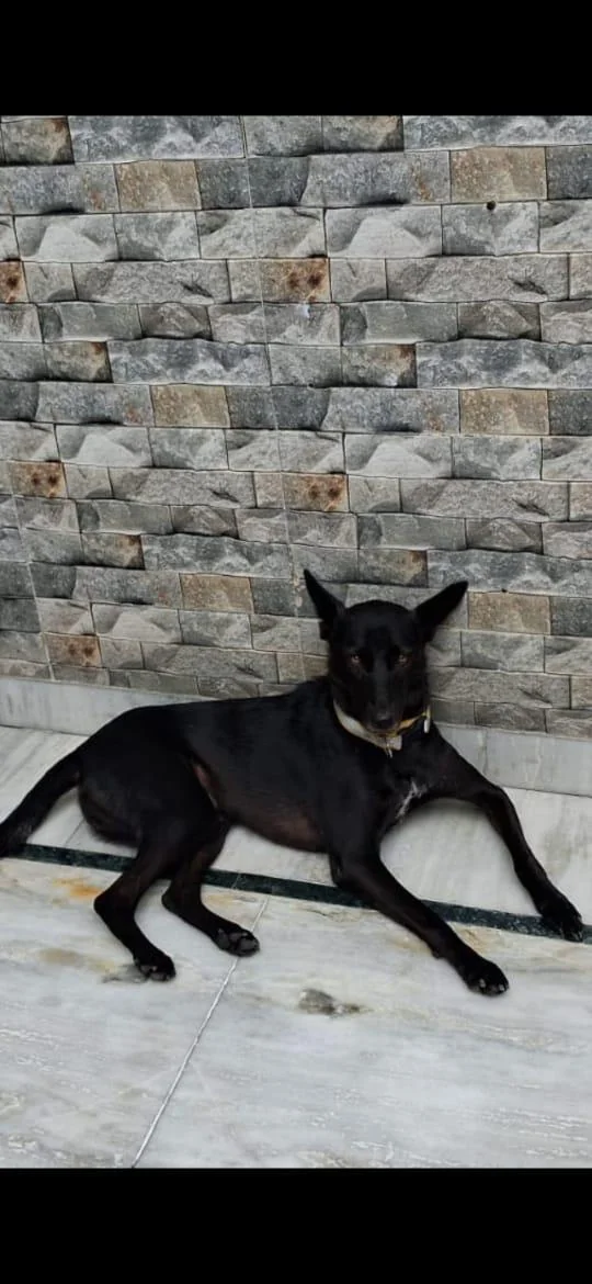 A black Indie dog lying on a marble floor in front of a stone-clad wall, wearing a collar and looking at the camera