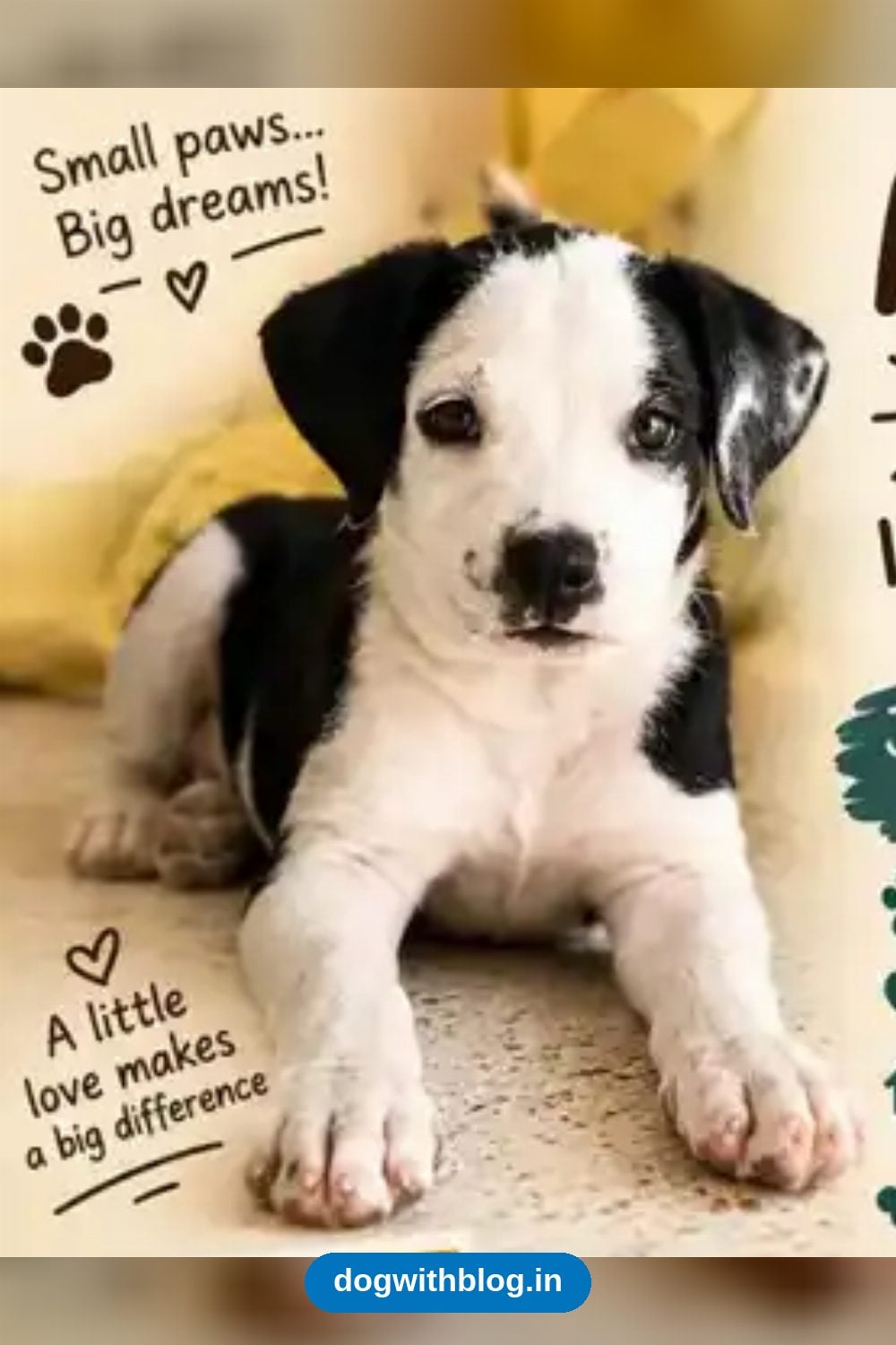 Two-Month-Old Pitbull Puppy Needs a Responsible Home — Delhi NCR