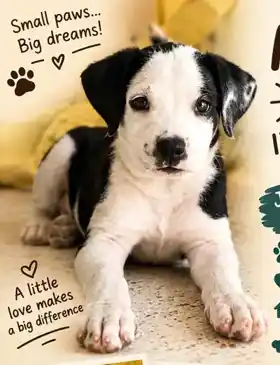 Black and white pitbull puppy, male, two months old. Puppy for adoption in Delhi NCR.