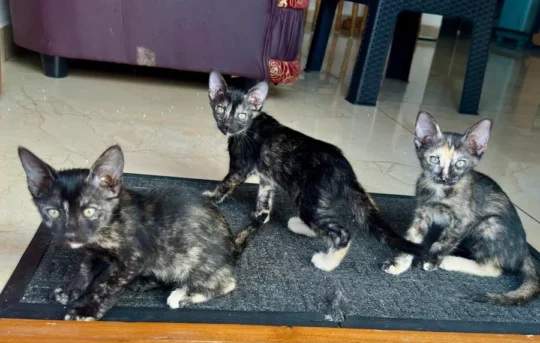 Three Playful Tortoiseshell Kittens From Pollachi, Vaccinated and Dewormed, Need Homes, adoptable cat in Coimbatore