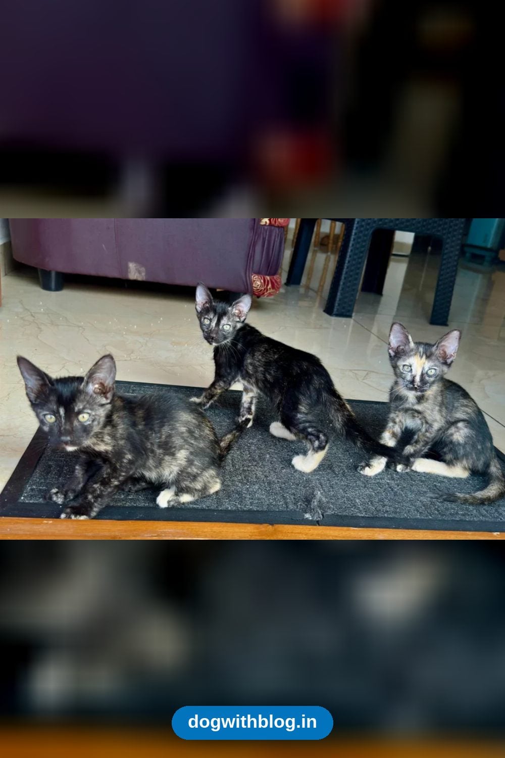 Three Playful Tortoiseshell Kittens From Pollachi, Vaccinated and Dewormed, Need Homes — Coimbatore