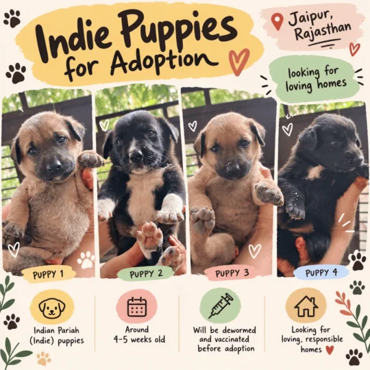 Three Indie Puppies, 4 to 5 Weeks Old, Need Homes, adoptable dog in Jaipur