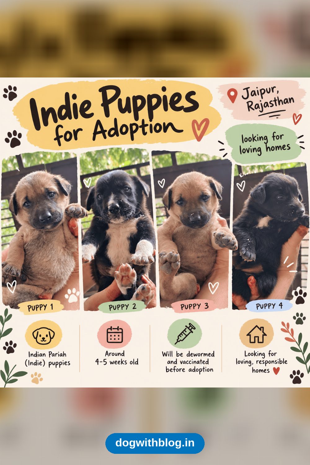 Three Indie Puppies, 4 to 5 Weeks Old, Need Homes in Jaipur