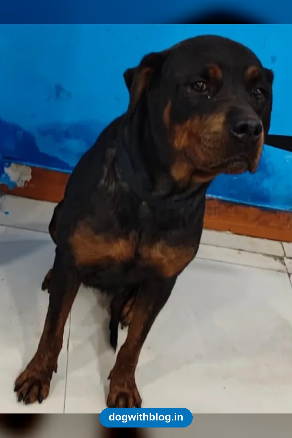 Princess, a Rottweiler Girl Whose Owner Died, Needs a Home in Delhi NCR