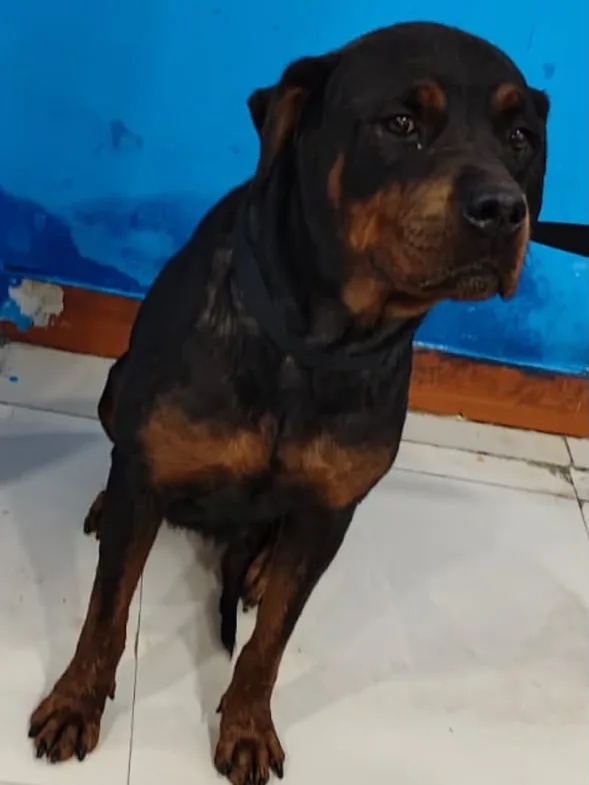 Princess, a black and tan Rottweiler, sitting on a tiled floor