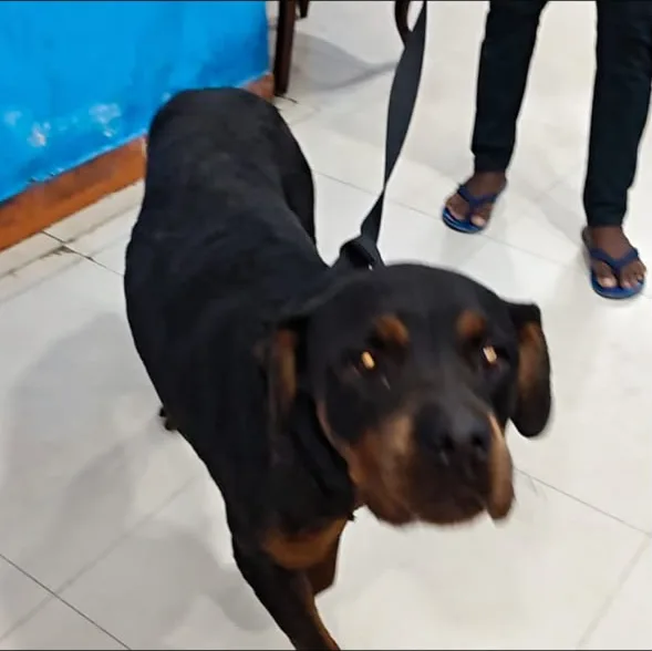 Princess the Rottweiler standing on a leash and looking at the camera