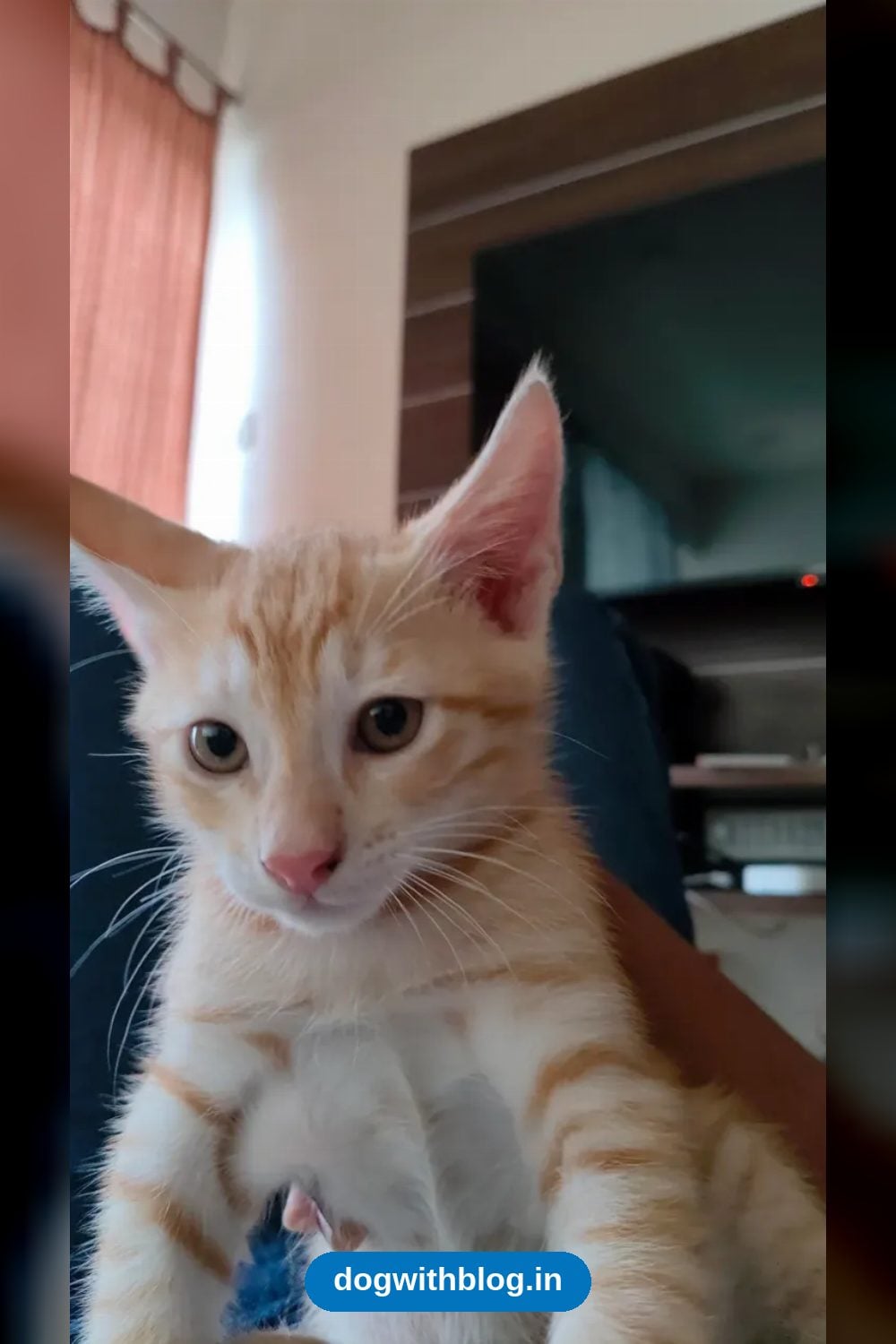 Nancy the Street Mum and Her Three Kittens Archie, Naina and Roomie — Pune